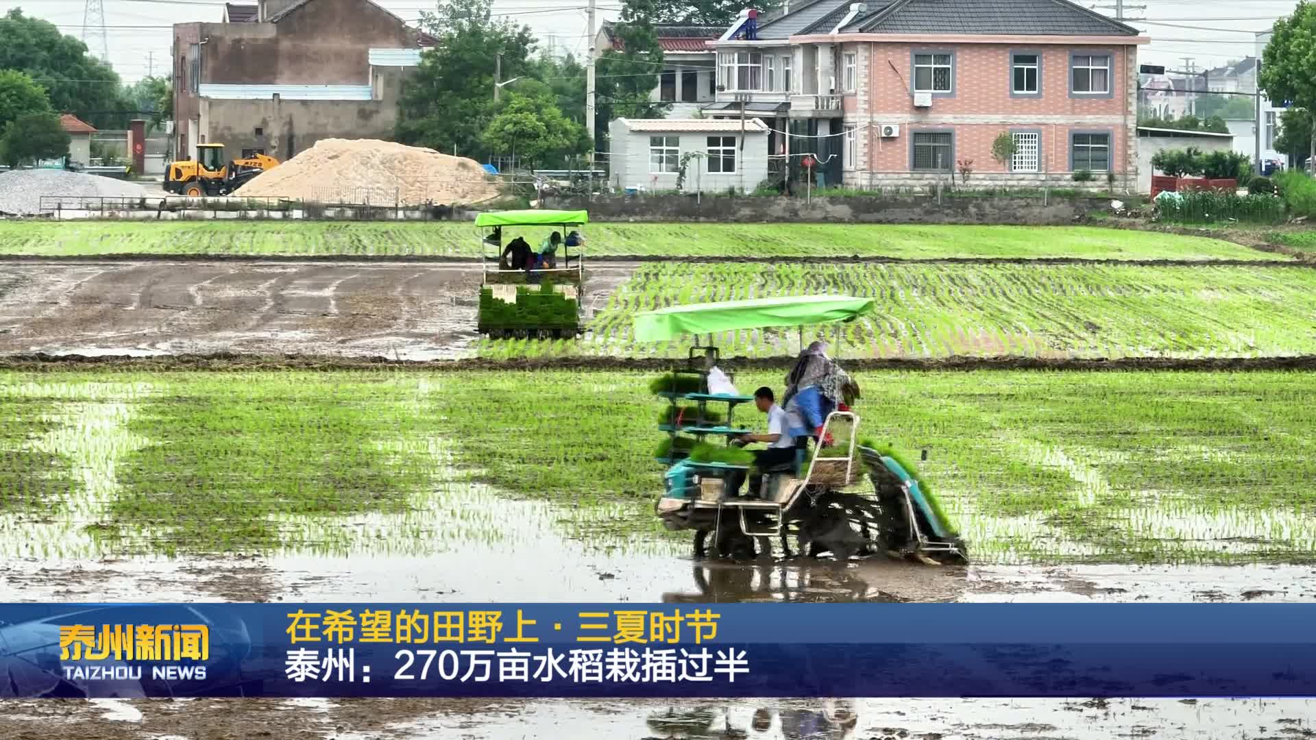 在希望的田野上·三夏时节  泰州：270万亩水稻栽插过半